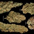 5-Fruity-Strains-Dry_Para-Abrir-o-Poster-Central