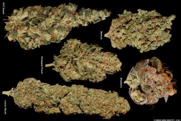 5-Fruity-Strains-Dry_Para-Abrir-o-Poster-Central