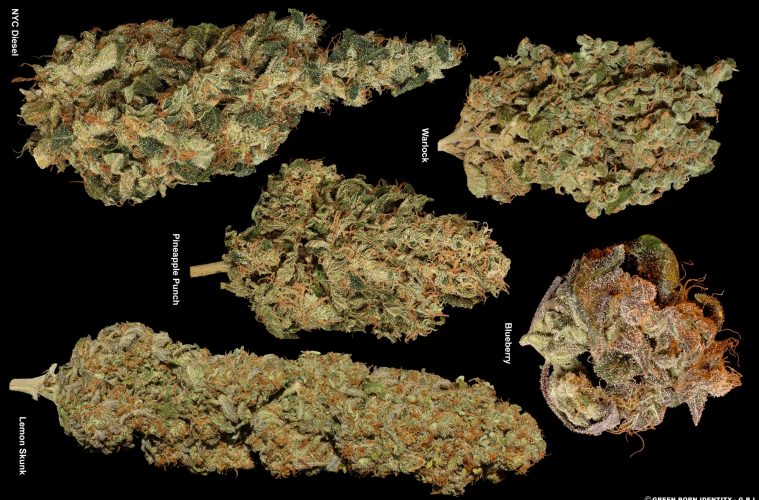 5-Fruity-Strains-Dry_Para-Abrir-o-Poster-Central