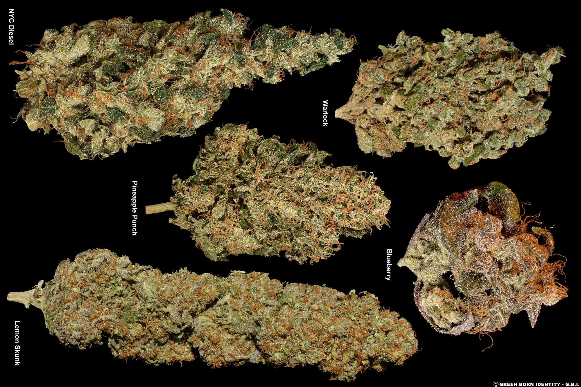 5-Fruity-Strains-Dry_Para-Abrir-o-Poster-Central 5-Fruity-Strains-Dry_Para-Abrir-o-Poster-Central