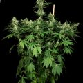 Cataract-Kush-(01)