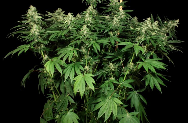 Cataract-Kush-(01)