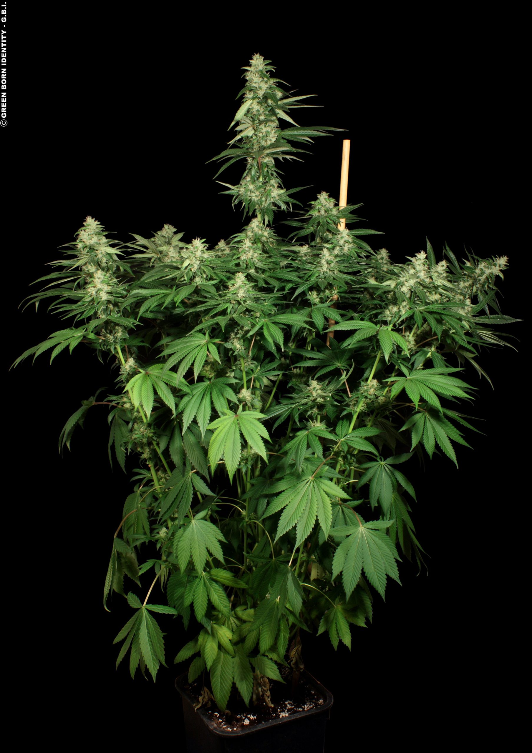 Cataract-Kush-(01) Cataract-Kush-(01)