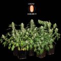 AK-47-(01)