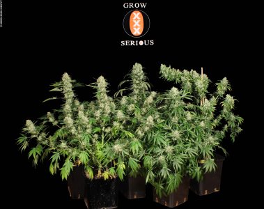 AK-47-(01)