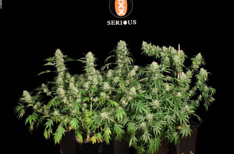 AK-47-(01)
