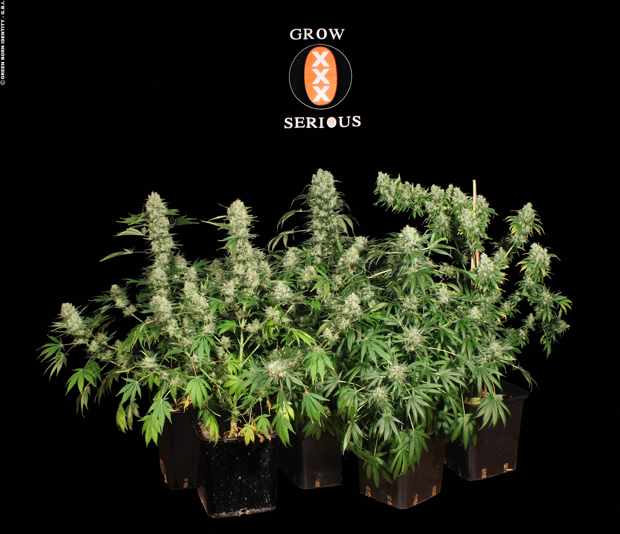 AK-47-(01)