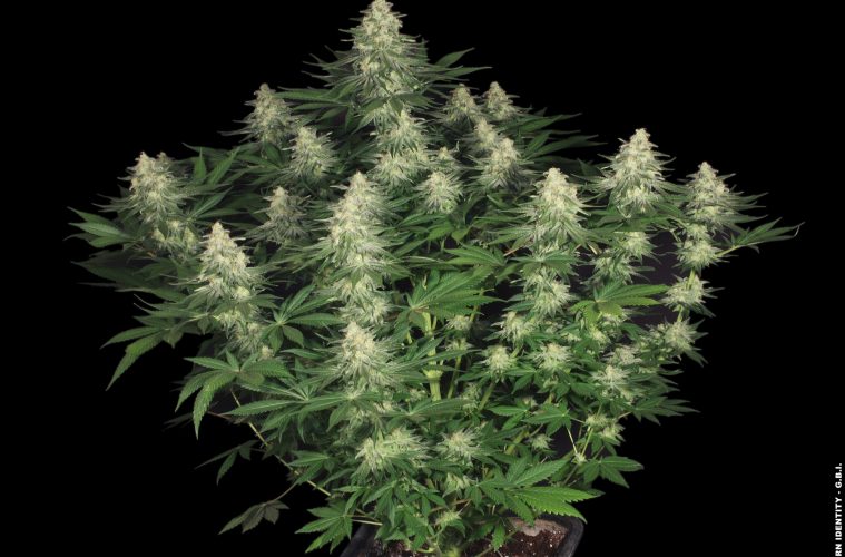 allkush023_copyright-by-gbi-2011
