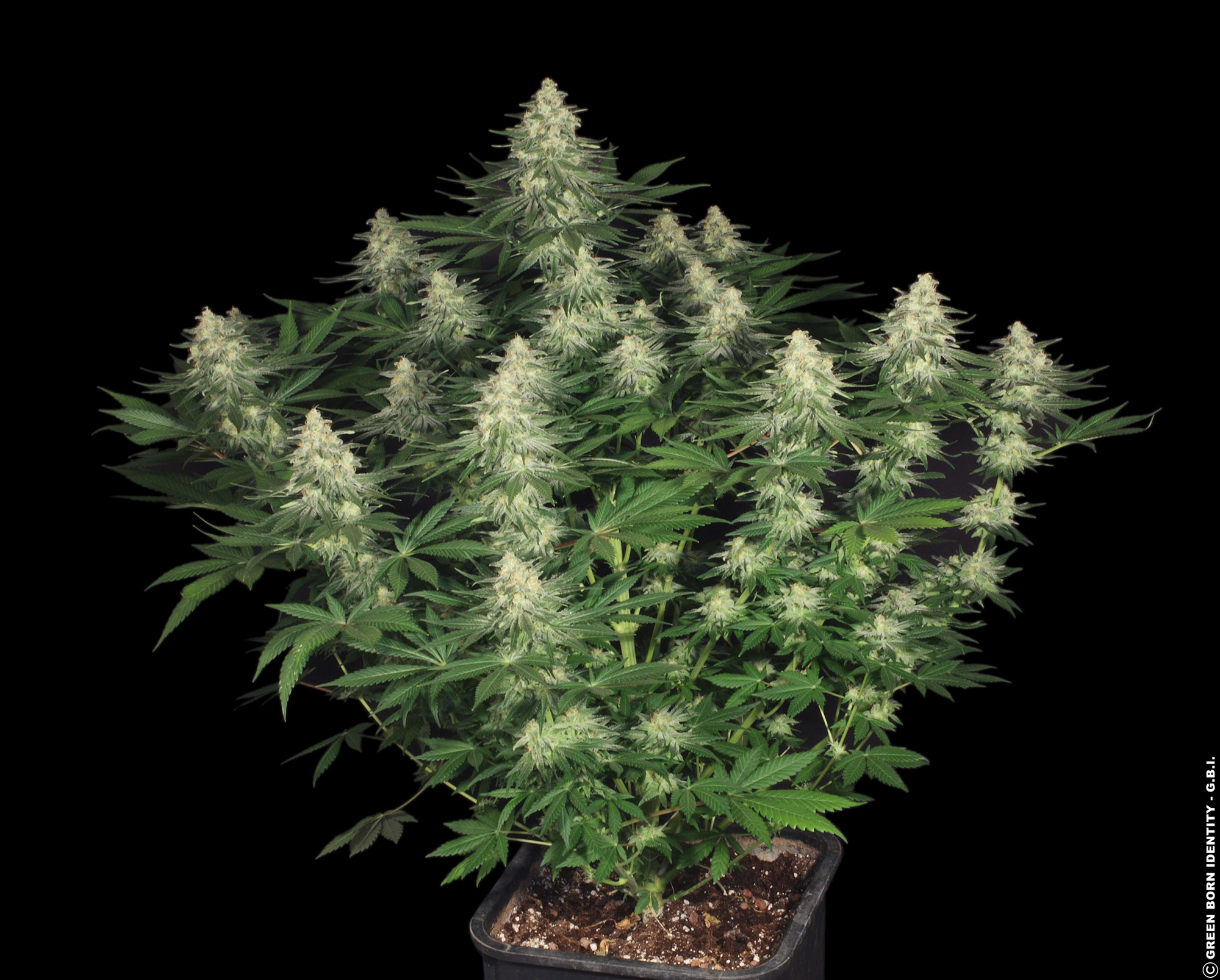 allkush023_copyright-by-gbi-2011 allkush023_copyright-by-gbi-2011