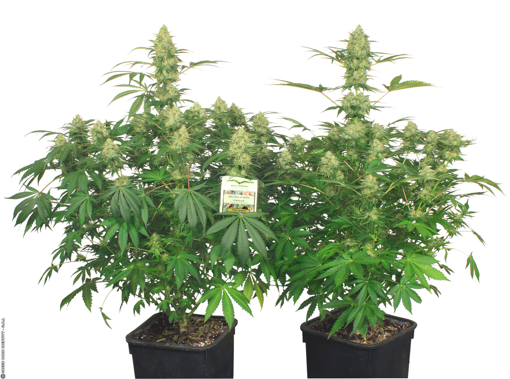 night-queen12_Para-Abrir-a-2 night-queen12_Para-Abrir-a-2