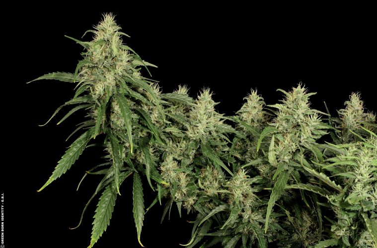 Congo Haze_Kiwi Seeds 005_Poster Central_klein