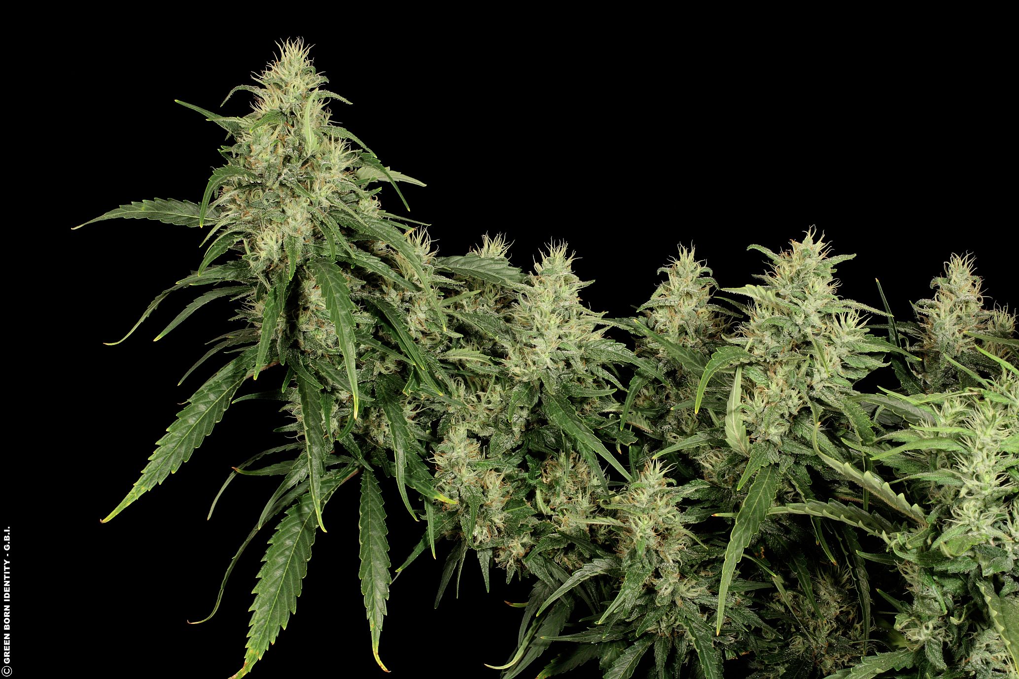 Congo Haze_Kiwi Seeds 005_Poster Central_klein