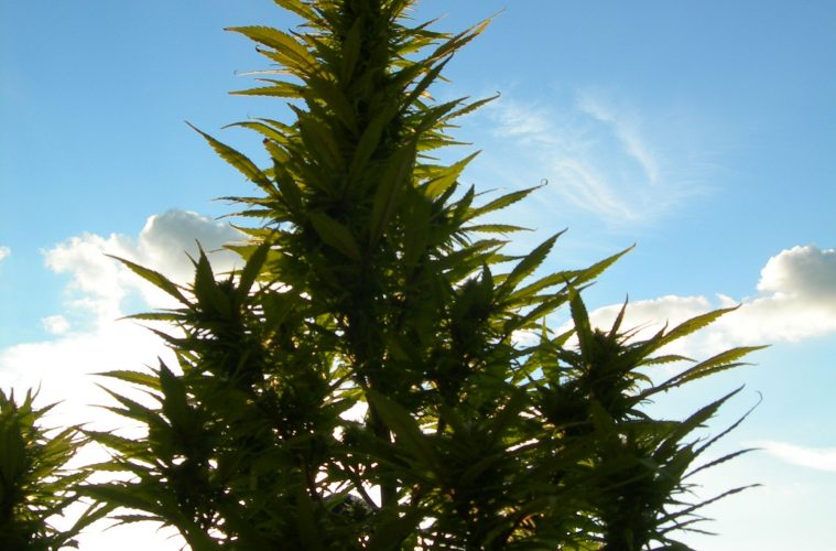Cannabis-auf-Lanzarote-001