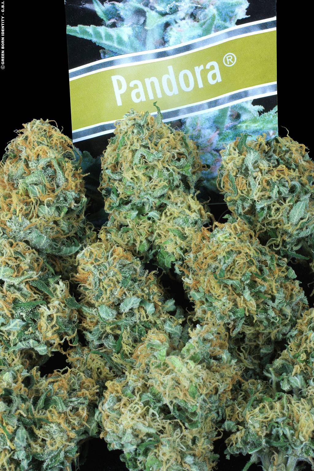Pandora_Para Abrir_klein