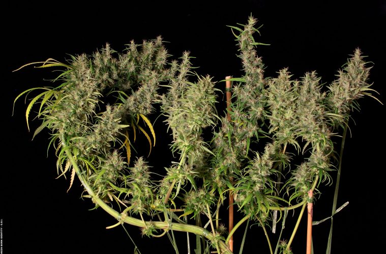5-x-Top-Sativas-(6)_PARA-ABRIR-o-POSTER-CENTRAL