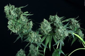 Chocolope-Kush_DNA-Genetics-(03)_PARA-ABRIR