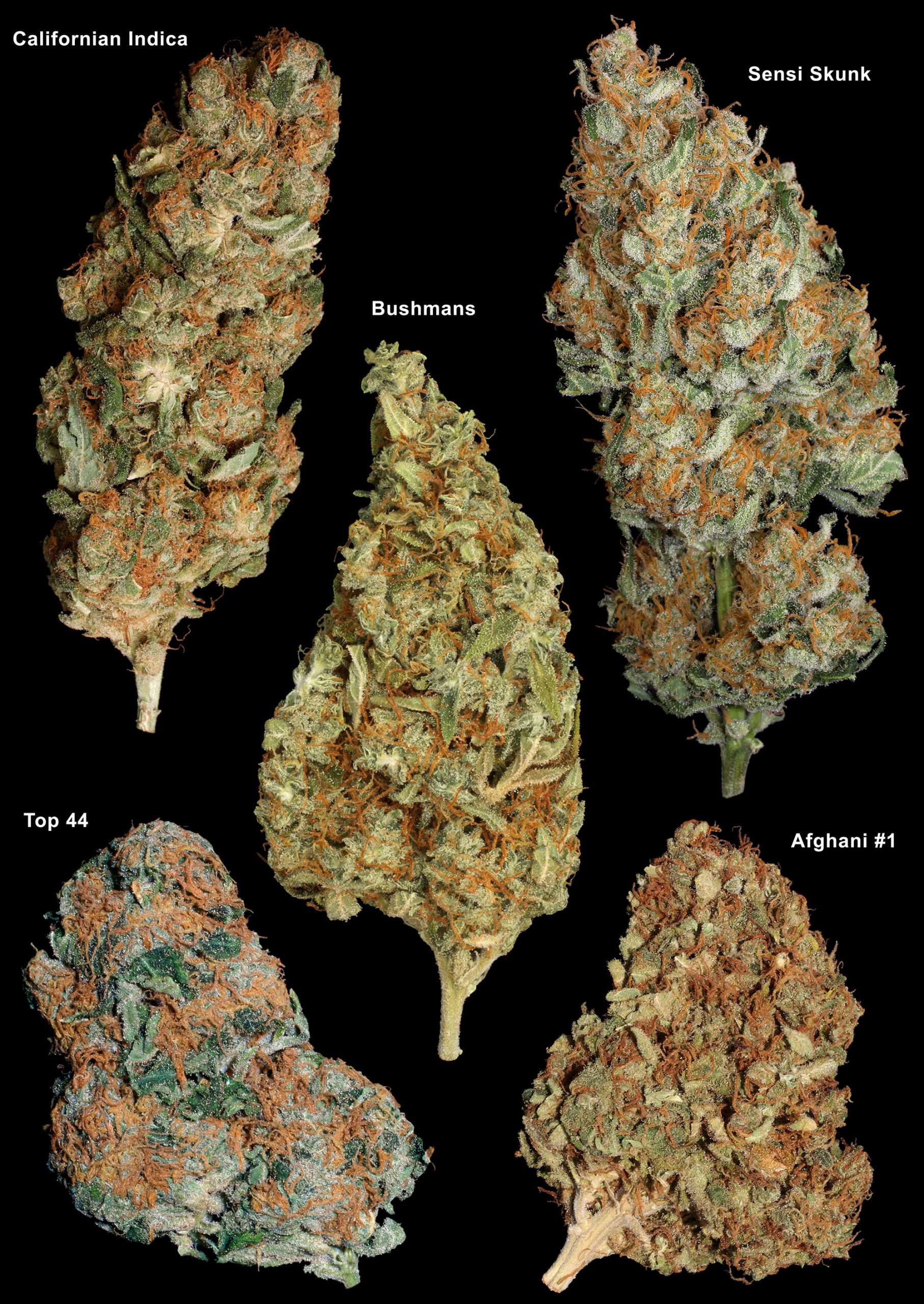 Top-Fast-Strains-01