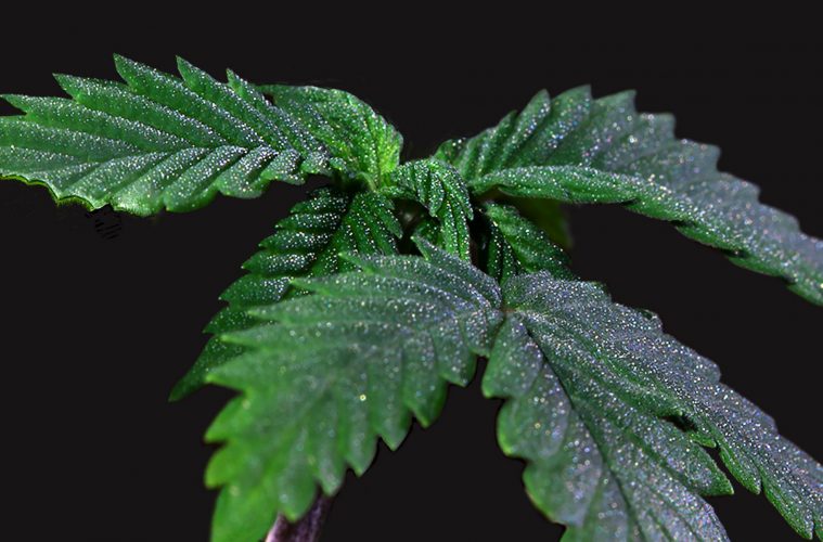 01-Cannabis-Botany