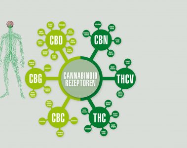 Cannabinoid-System-(01)