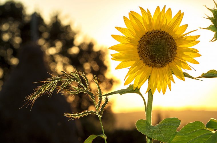 Pflanzen-der-Sonne-Sonnenblume