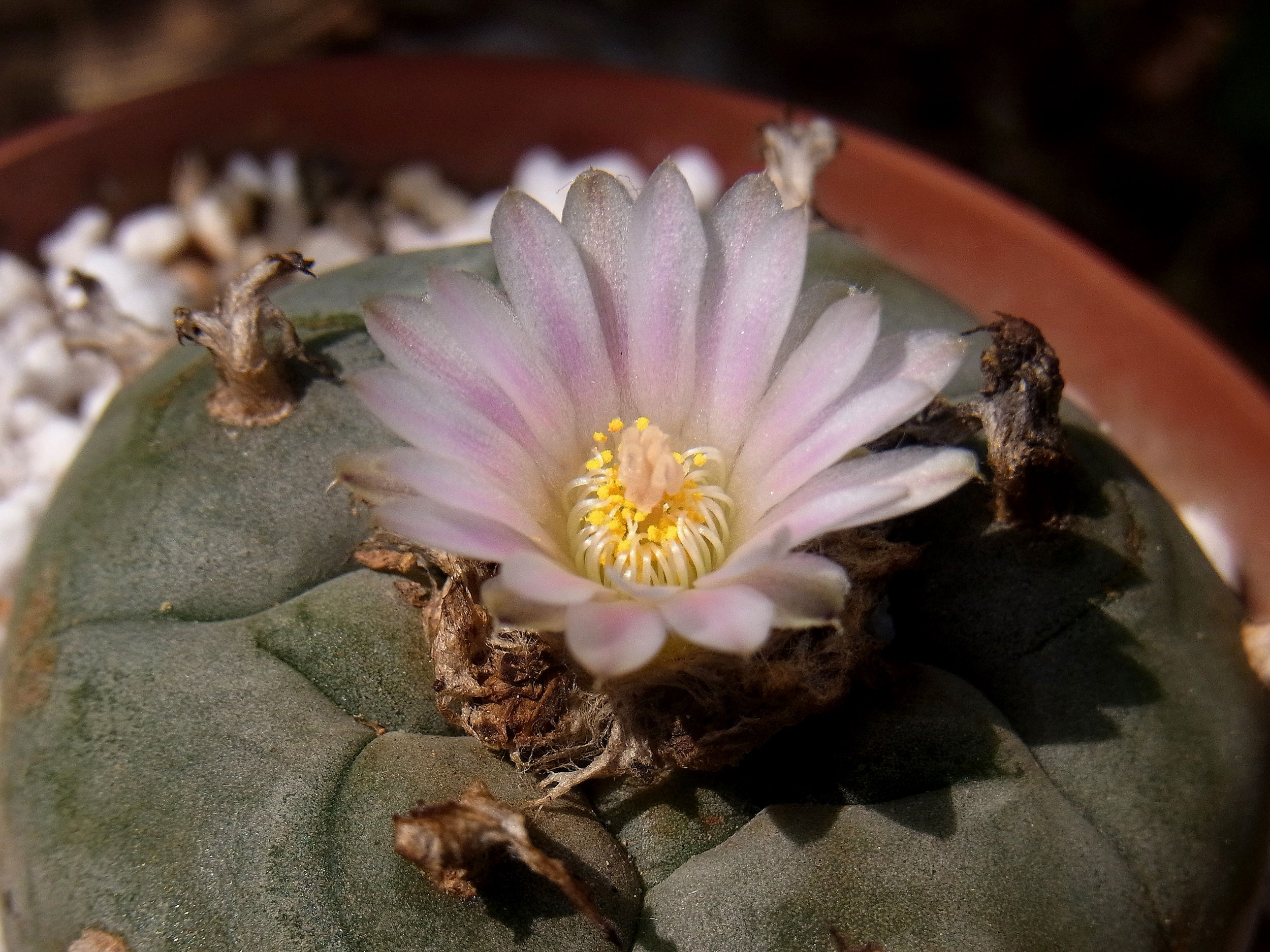 Die Anzucht und Pflege des Peyote-Kaktus