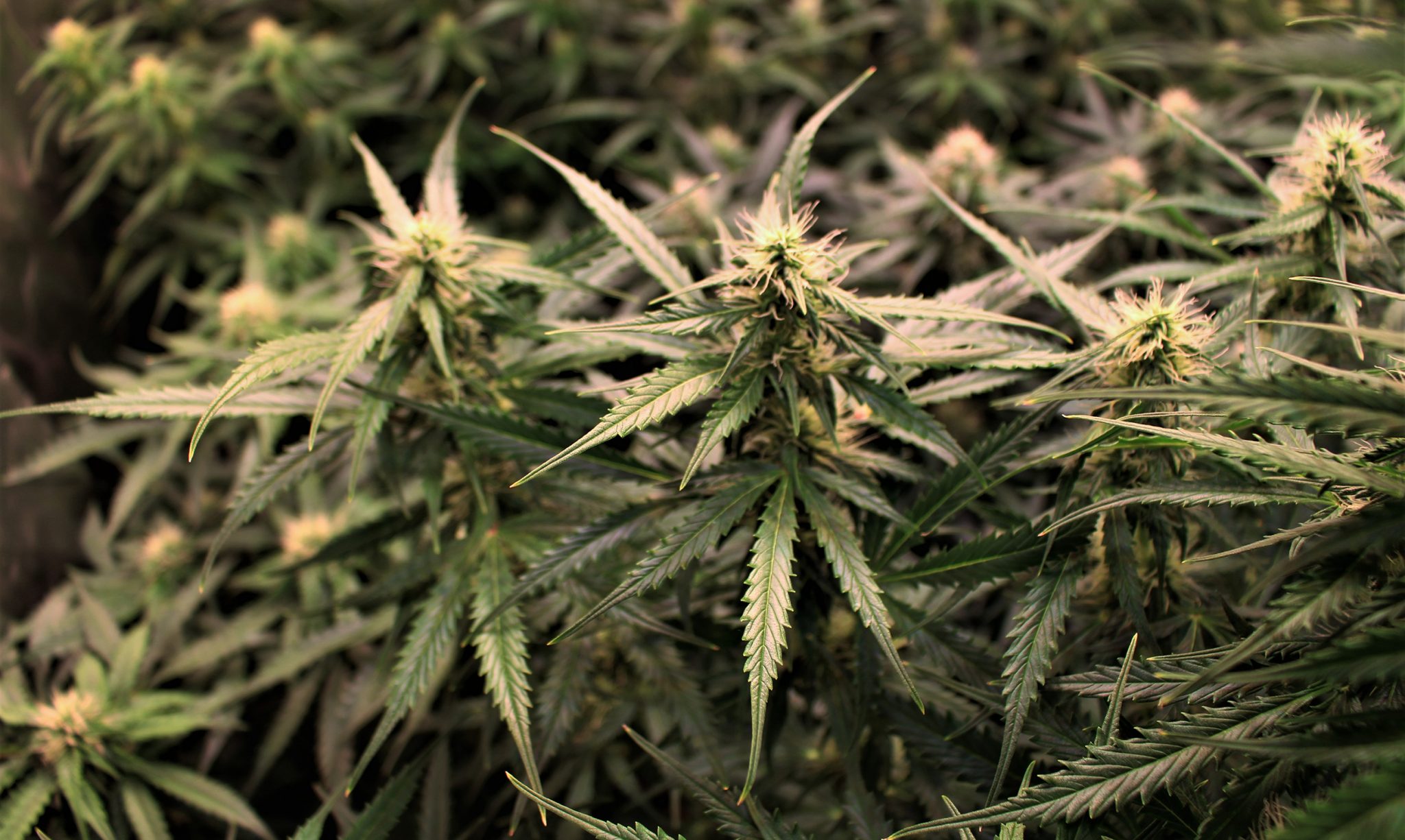 Tangerine Dream Auto Traumhafte Blüten THCENE