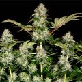 tangerine-dream-auto_copyright-by-gbi-2021 (6)