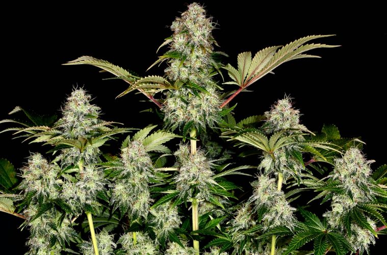 tangerine-dream-auto_copyright-by-gbi-2021 (6)