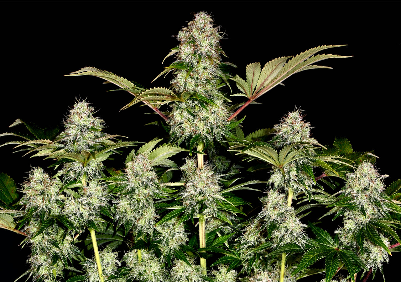 tangerine-dream-auto_copyright-by-gbi-2021 (6) tangerine-dream-auto_copyright-by-gbi-2021 (6)
