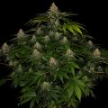 Sortenporträt: Shiskaberry von Barneys Farm