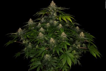 Sortenporträt: Shiskaberry von Barneys Farm