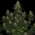 Sortenportät: Blue Gelato 41 - Die zwei geilen Schwestern