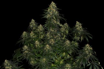 Sortenportät: Blue Gelato 41 - Die zwei geilen Schwestern