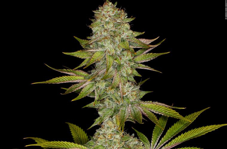 03_Dos-Si-Dos-33_Barneys-Farm_01