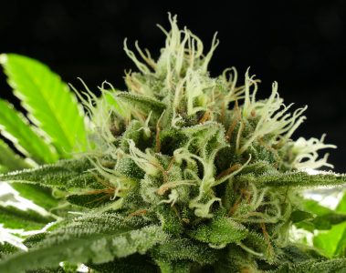 04_Easy-Bio-Growing_01
