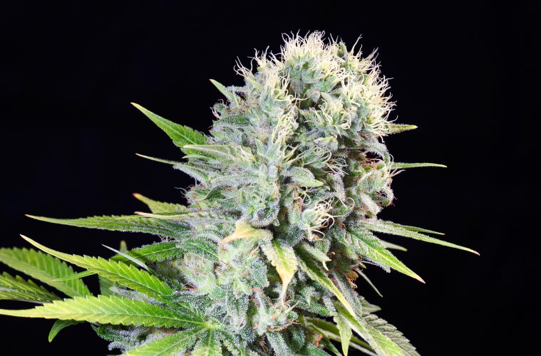 15_Wappa_Paradise-Seeds_01