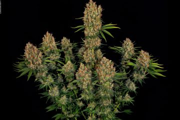 Top 5 CBD-Sorten - Cannabis in der Wellness-Version