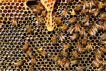 High on Honey - Über psychoaktiven Honig und die Bedeutung der Bienen für den Menschen