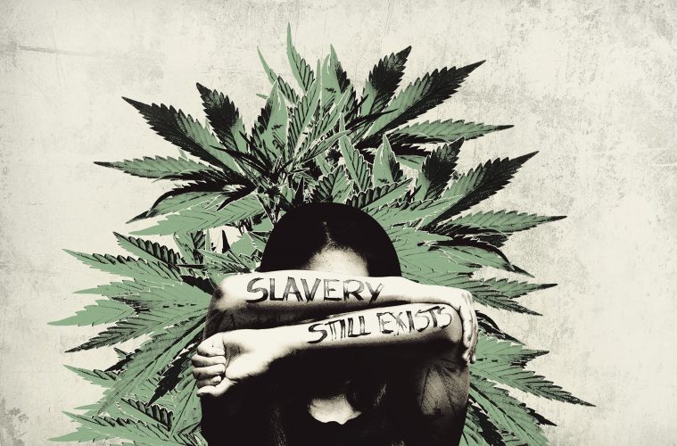 Moderne Sklaverei - Auch illegale Cannabis-Plantagen profitieren davon