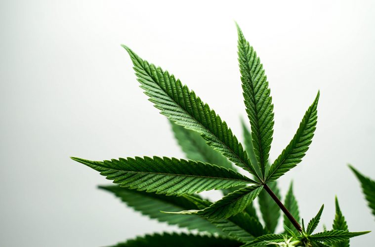 Das-Cannabis-Kontroll-Gesetz-01