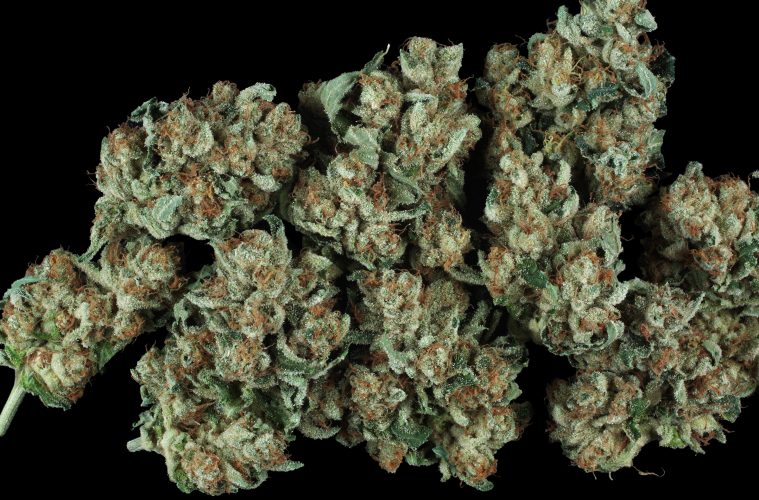 Der-Kult-um-THC-Rekorde-Teil-1_01