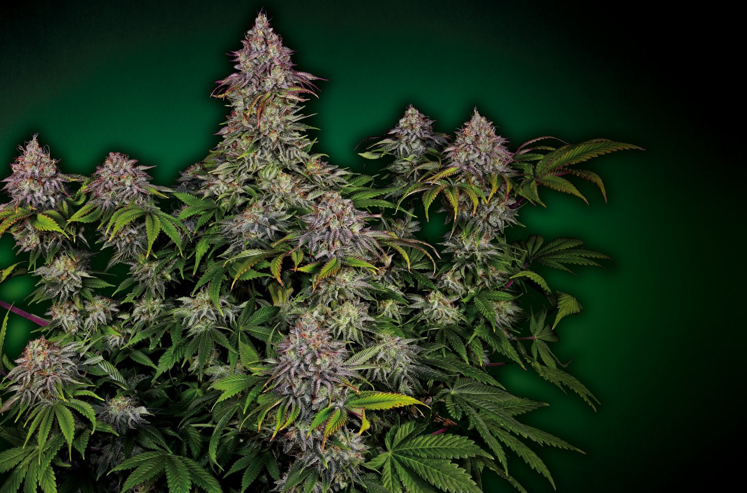 London Mint Cake Die supersüße Harzfabrik THCENE