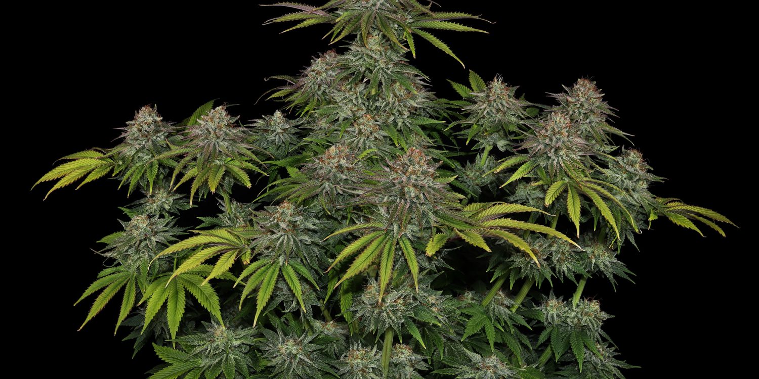 Critical-Kush_Barney's-Farm_GBI_10