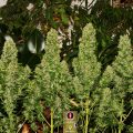 Top-5-White-Widow-Strains_White-Russian_Serious-Seeds_GBI-01