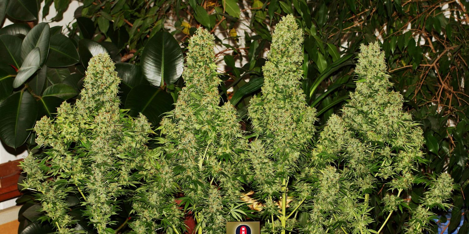 Top-5-White-Widow-Strains_White-Russian_Serious-Seeds_GBI-01