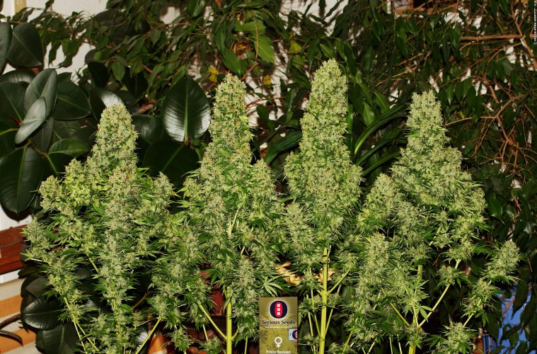 Top-5-White-Widow-Strains_White-Russian_Serious-Seeds_GBI-01