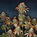 Do-Si-Dos_Linda-Seeds-01
