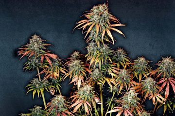 Do-Si-Dos_Linda-Seeds-01