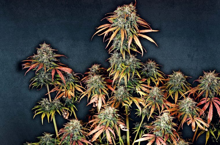 Do-Si-Dos_Linda-Seeds-01