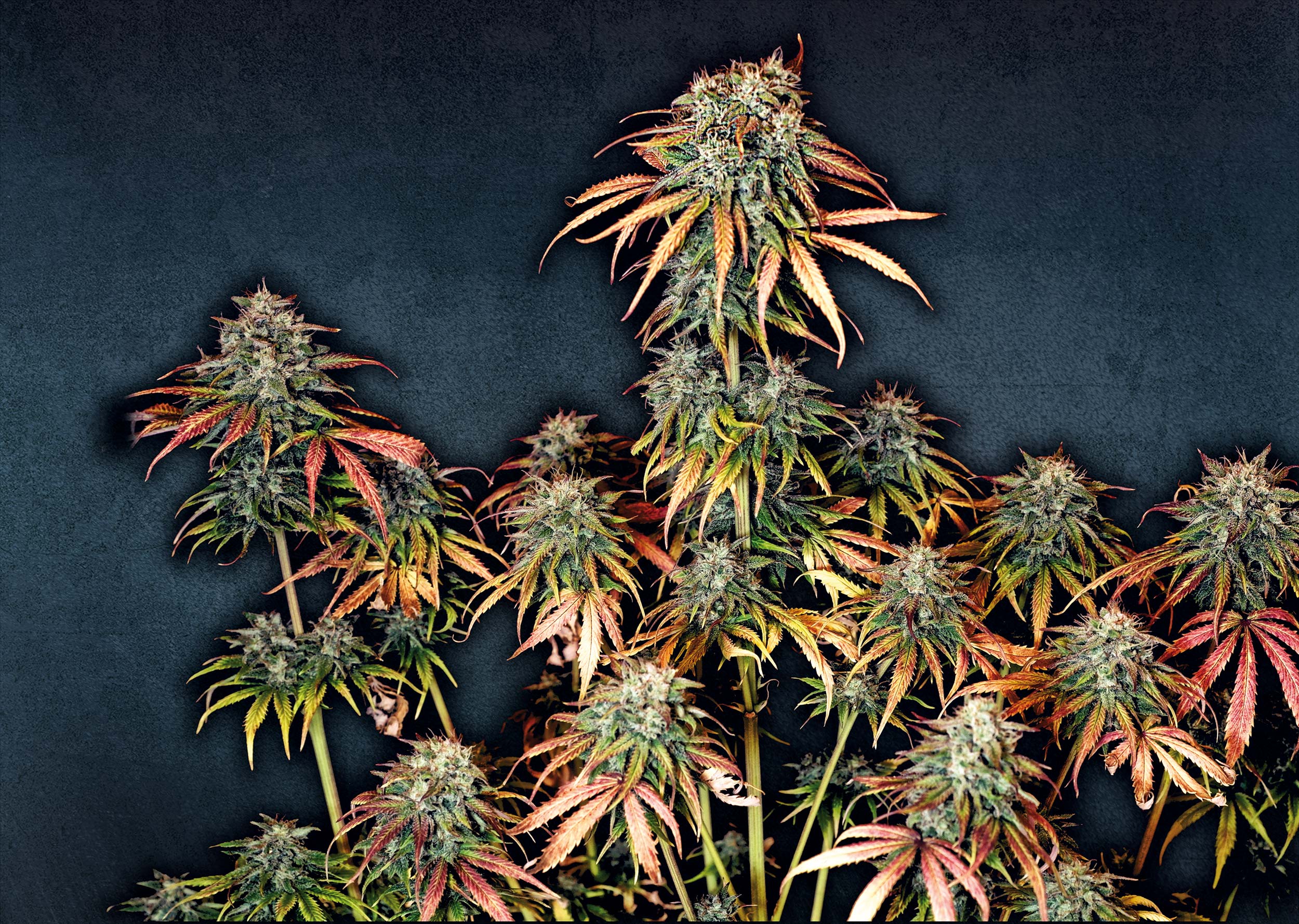 Do-Si-Dos_Linda-Seeds-01 Do-Si-Dos_Linda-Seeds-01